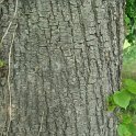 Tilia platyphyllos ecorce
